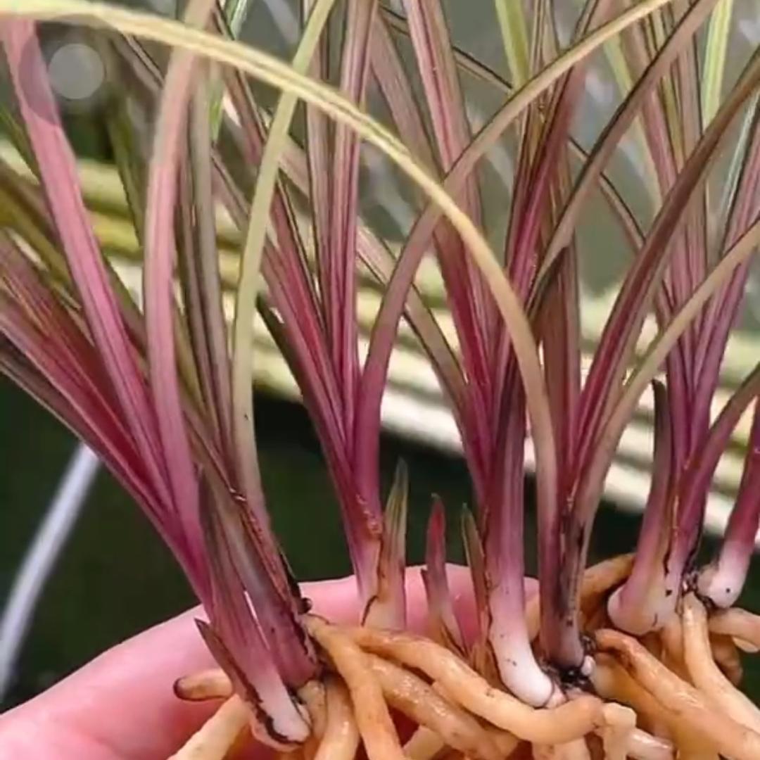 中东兰苑（陈小刀）