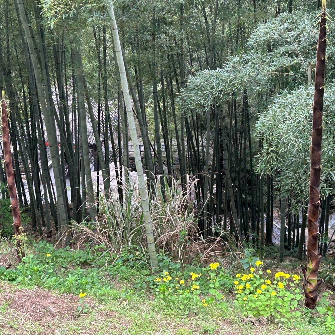 大力