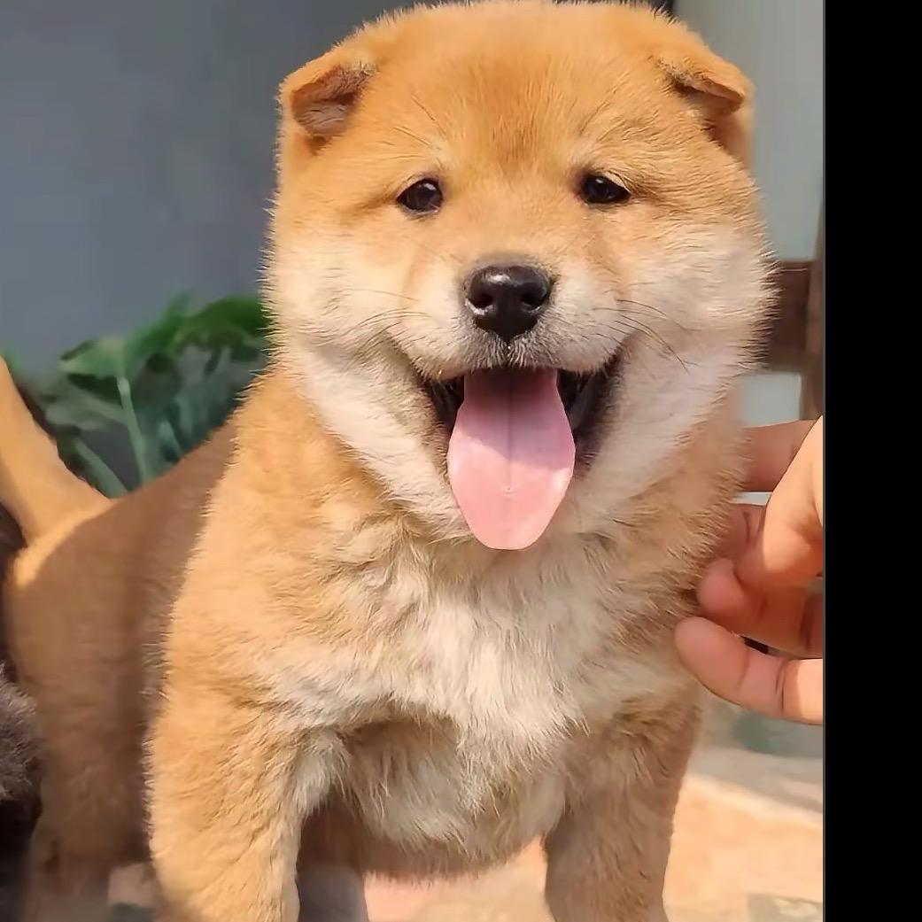 广西小兰