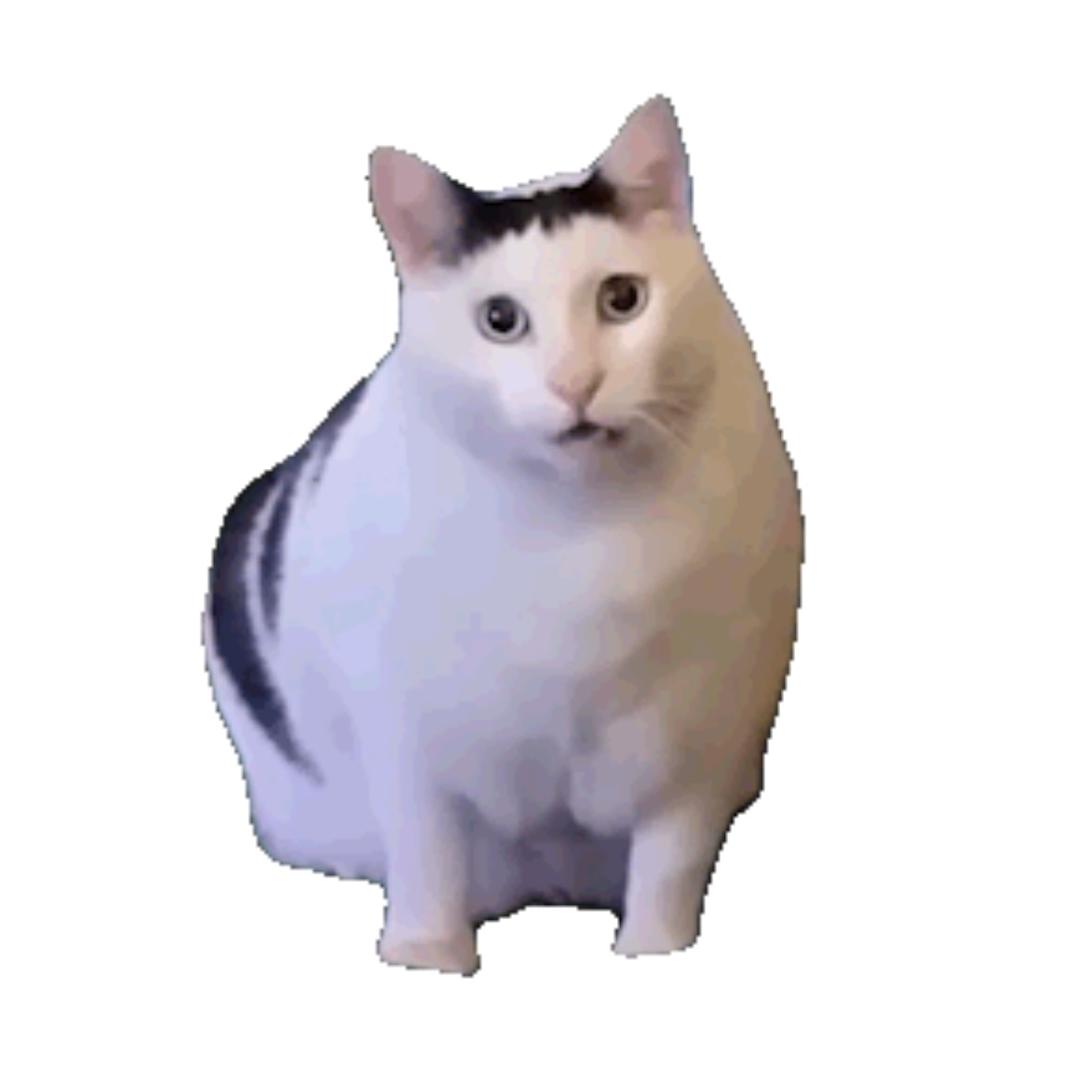 猫猫吃蛋糕