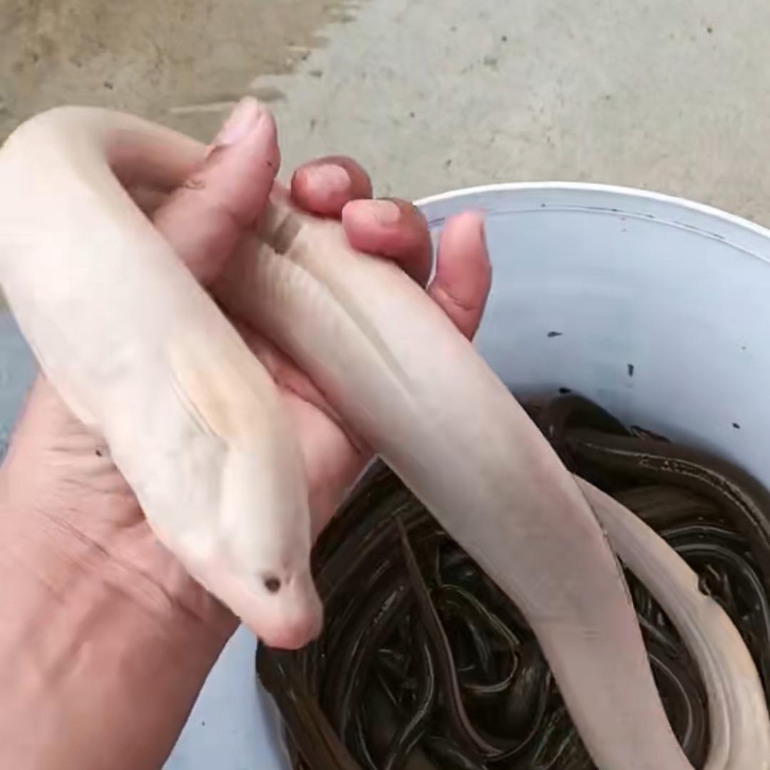 水耗子.