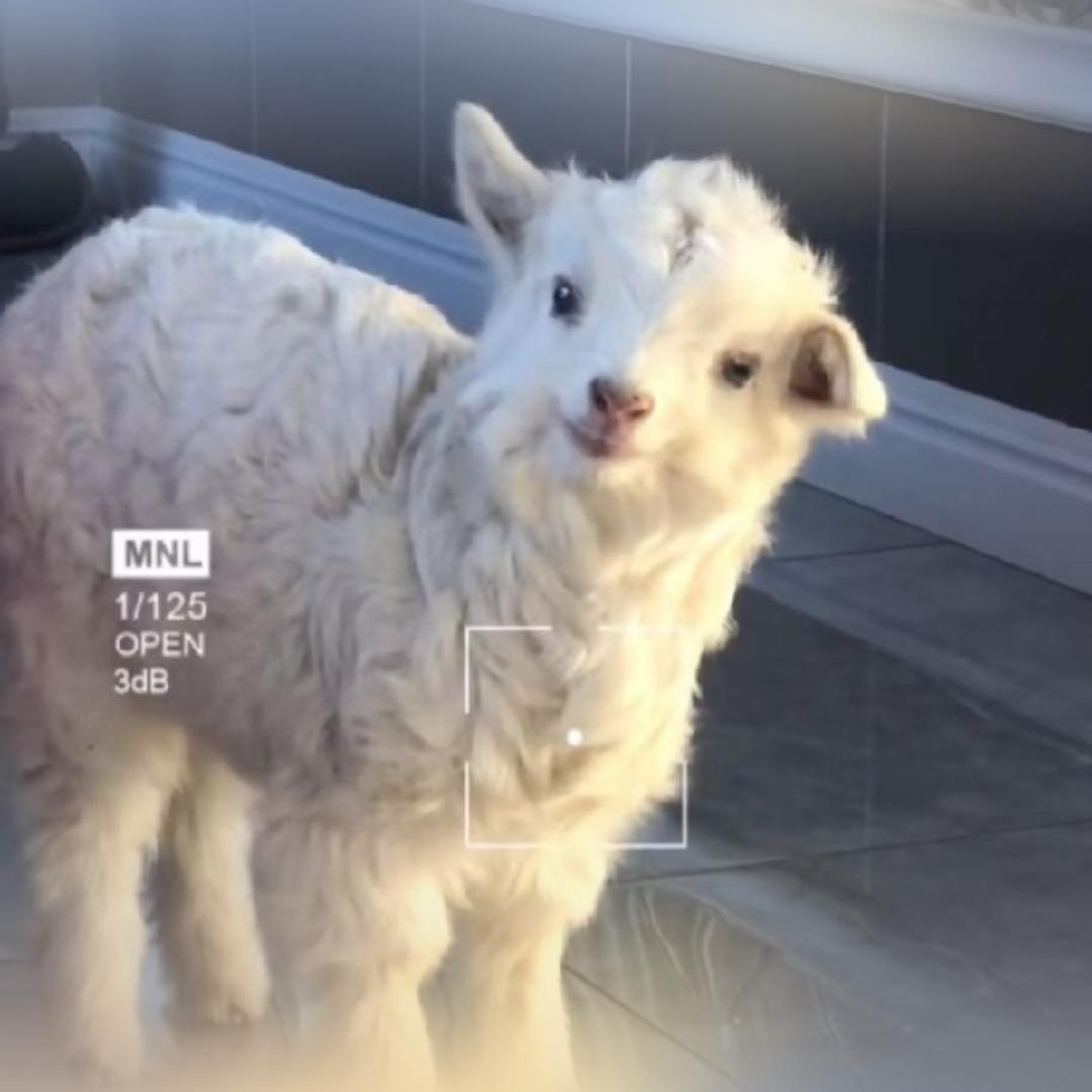 小🐑被认证了