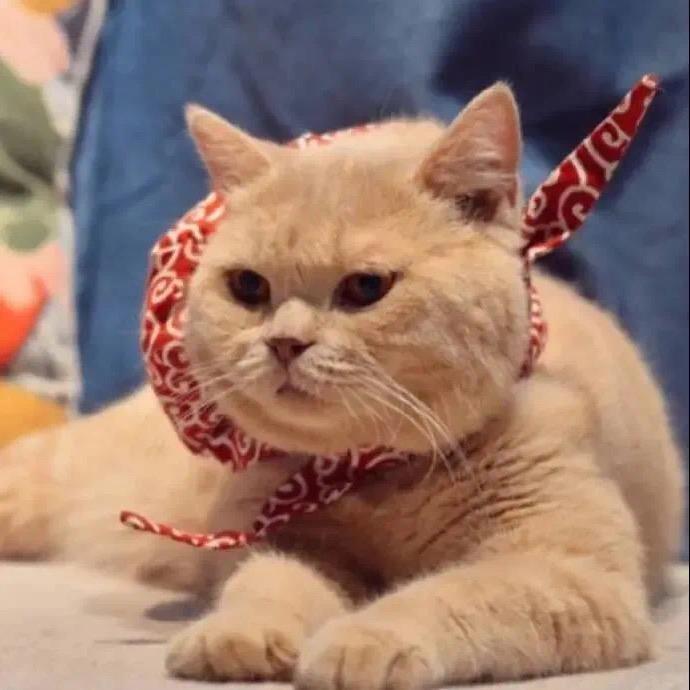 小白（艾琳练习生）