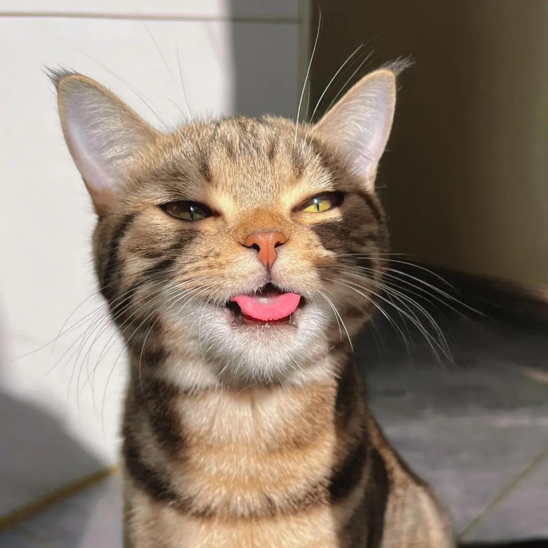 肖👿