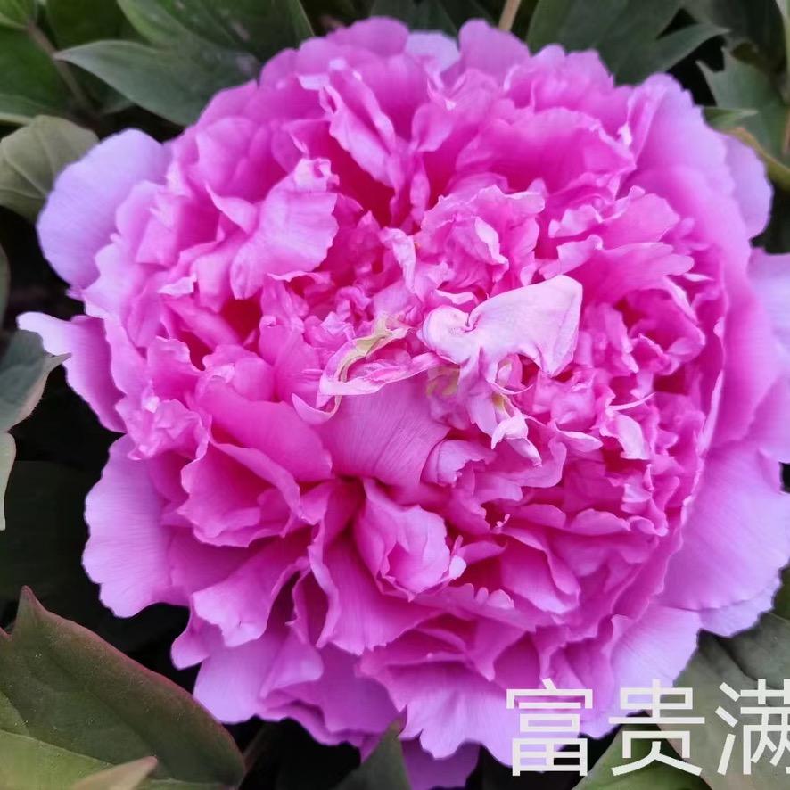 洛阳神通牡丹批发基地