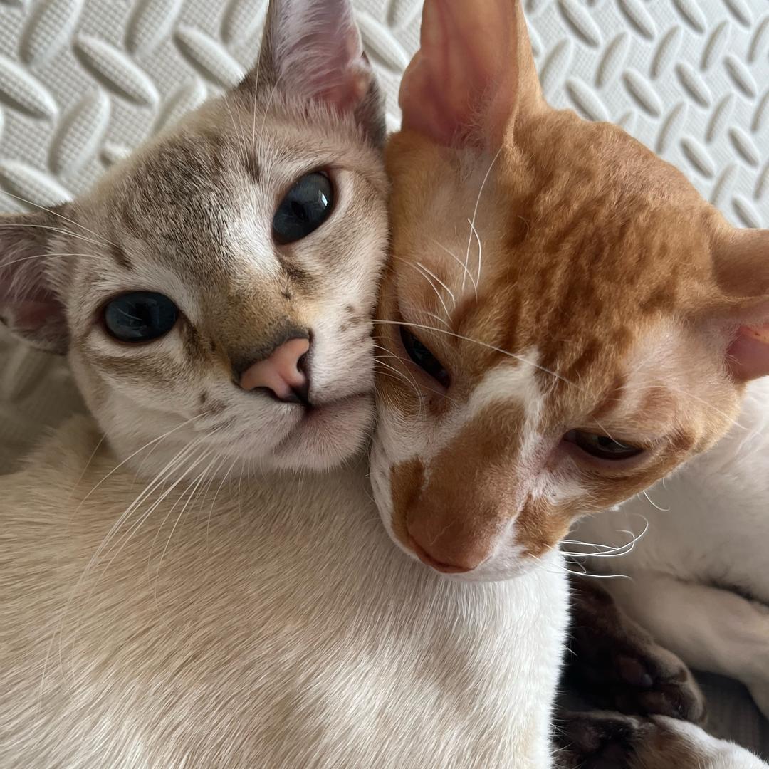 靓仔元宝天下第一最最好✨