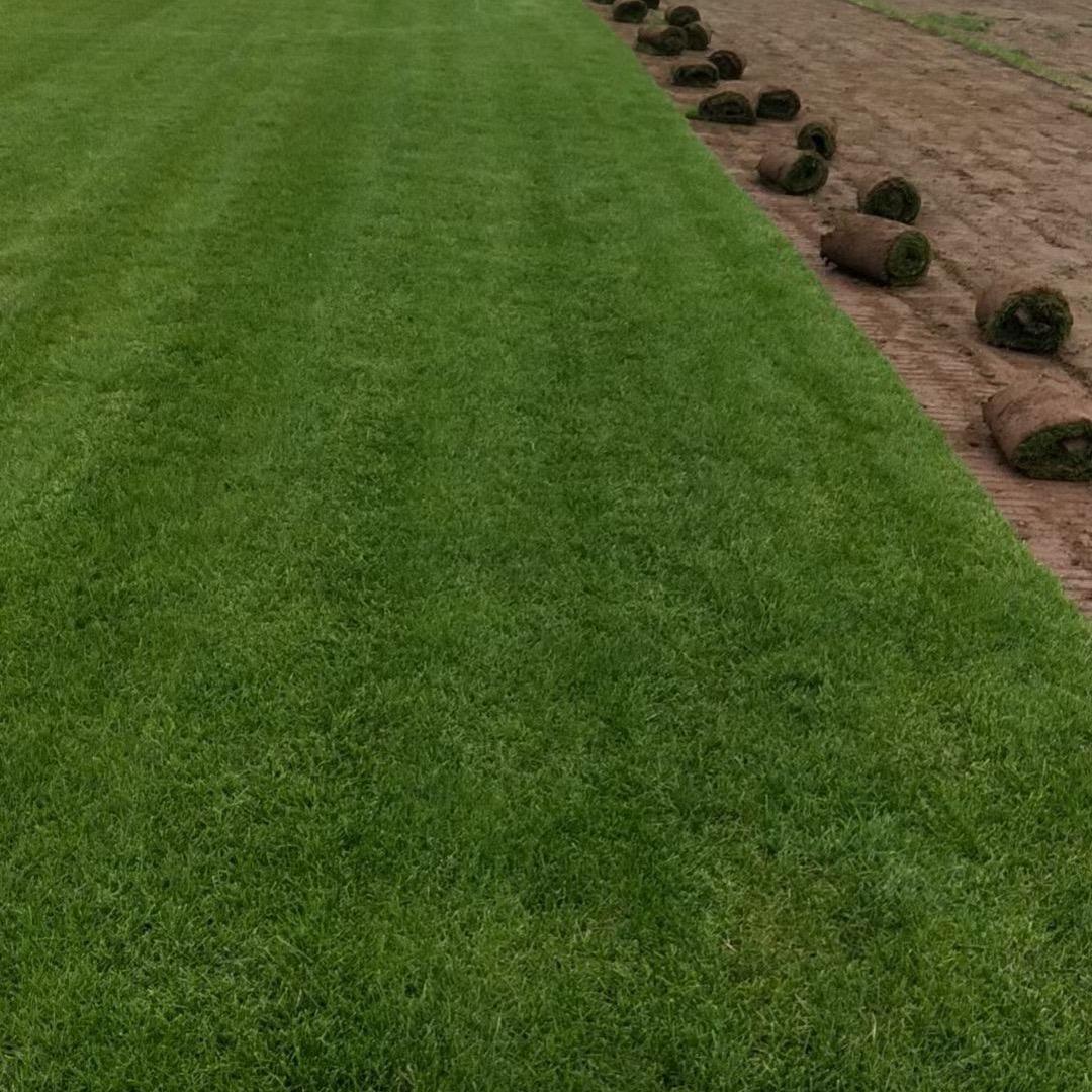 壹森林草坪基地