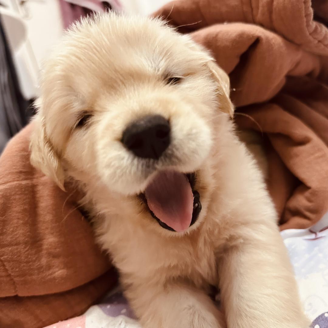 豆豆是只可爱基🐕