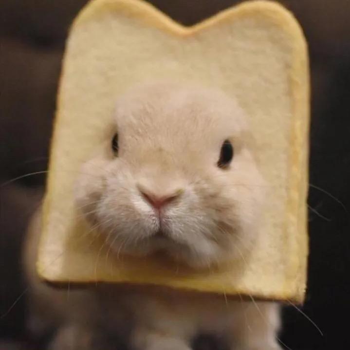 蛋黄酱🐰