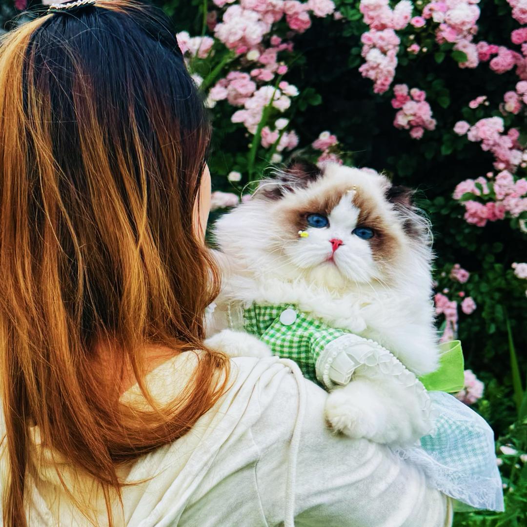 彩虹布偶猫舍客服助理