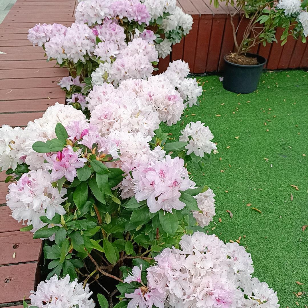 小🌿饭🌱米🌾