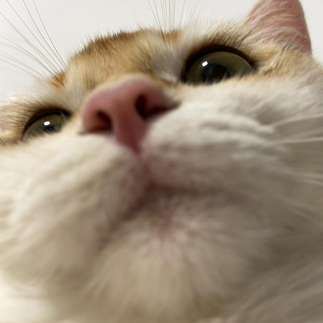 女尼姑纹花臂🌈