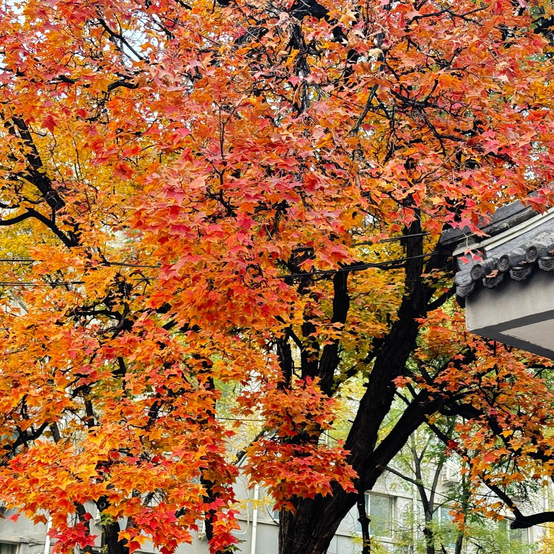 💕ꦿ҉爱ᨶ႒ᩚ财ᥫᩣ໌້ᮨ爱💕ꦿ҉己