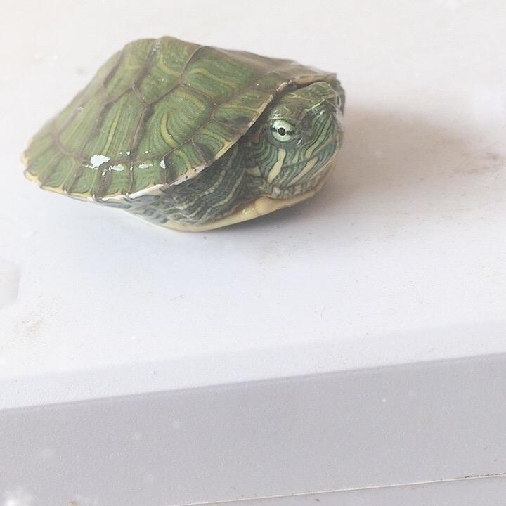 小🐢🐢大🐢🐢