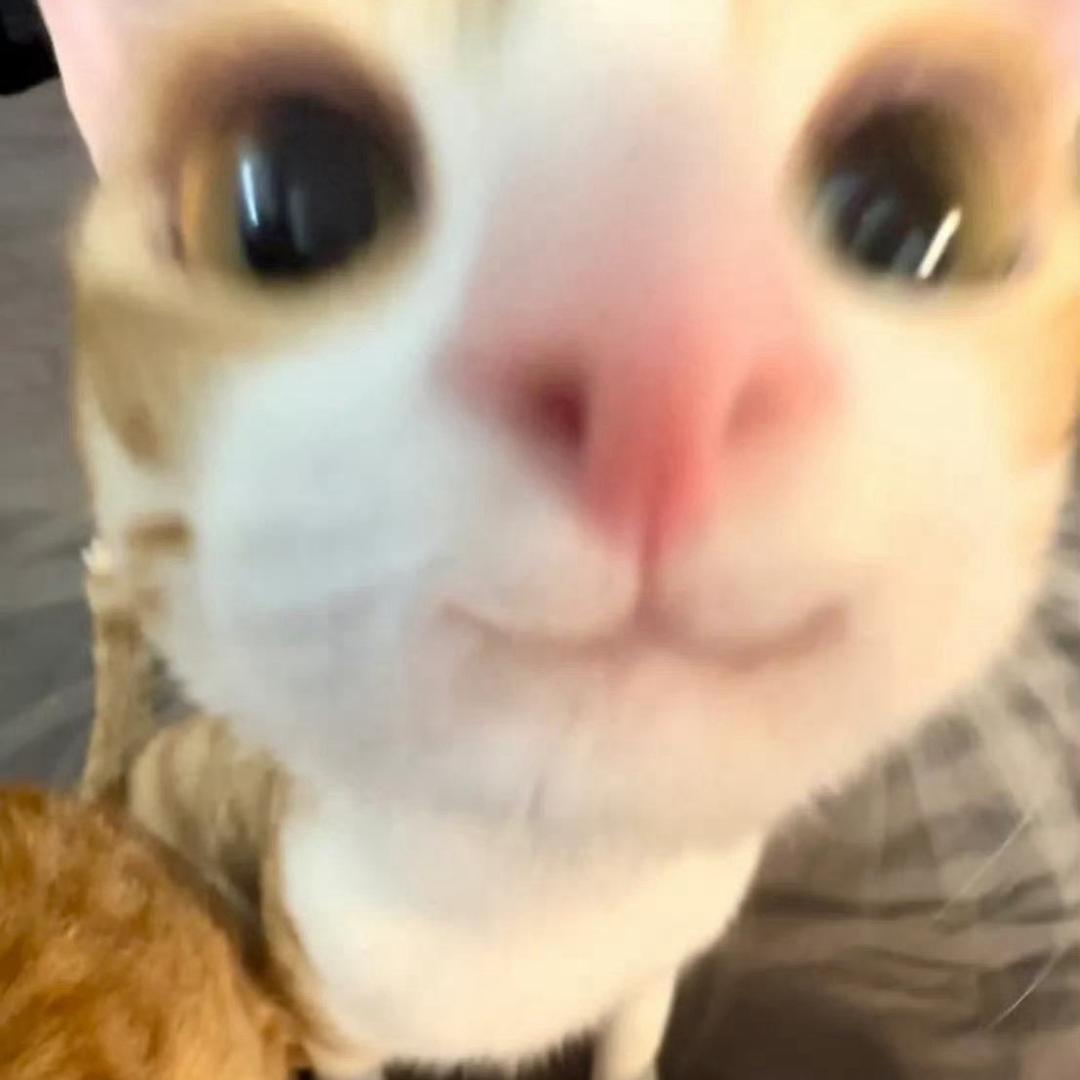 印象小苏