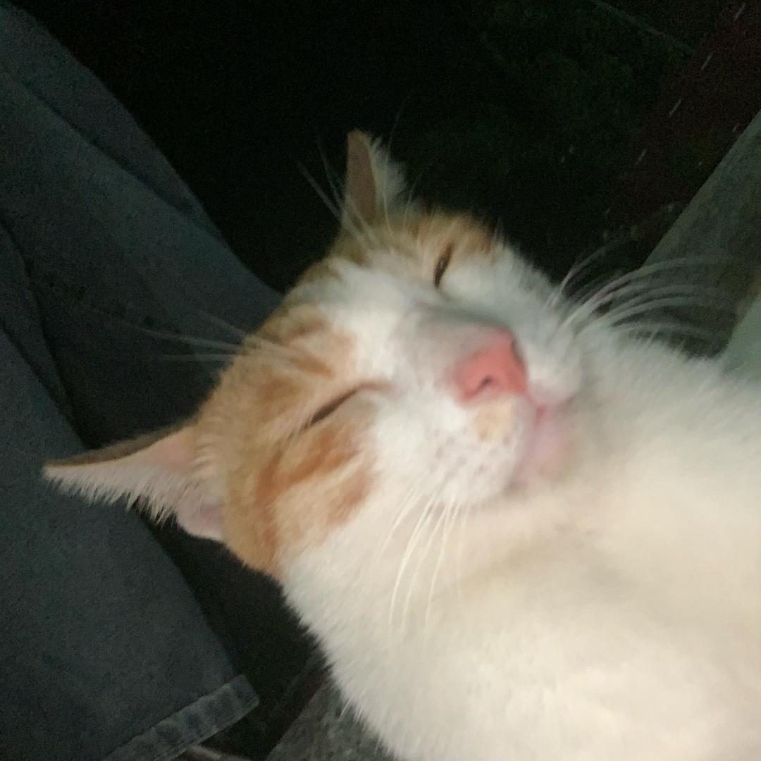 红晕
