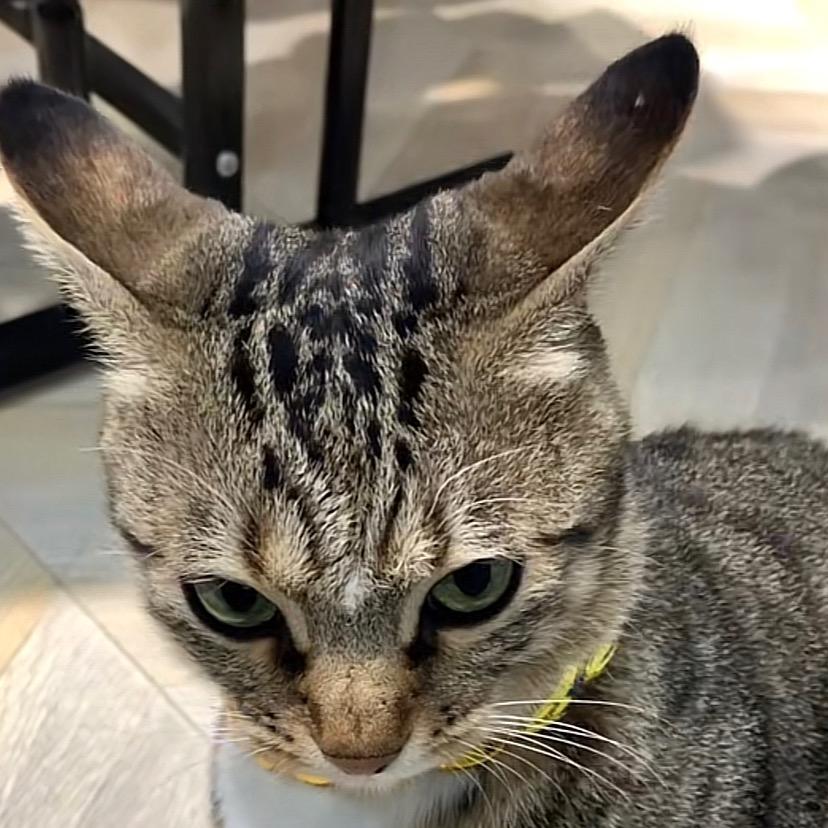 ~渣猫胖福~