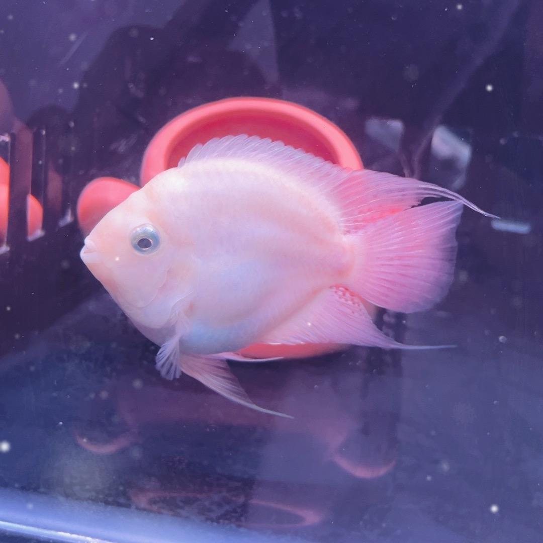 小小鱼水族店
