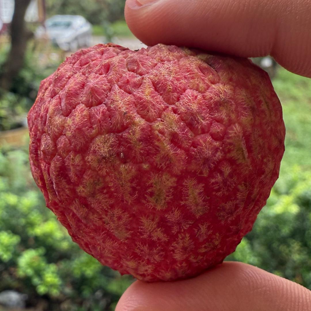 镇隆的荔枝