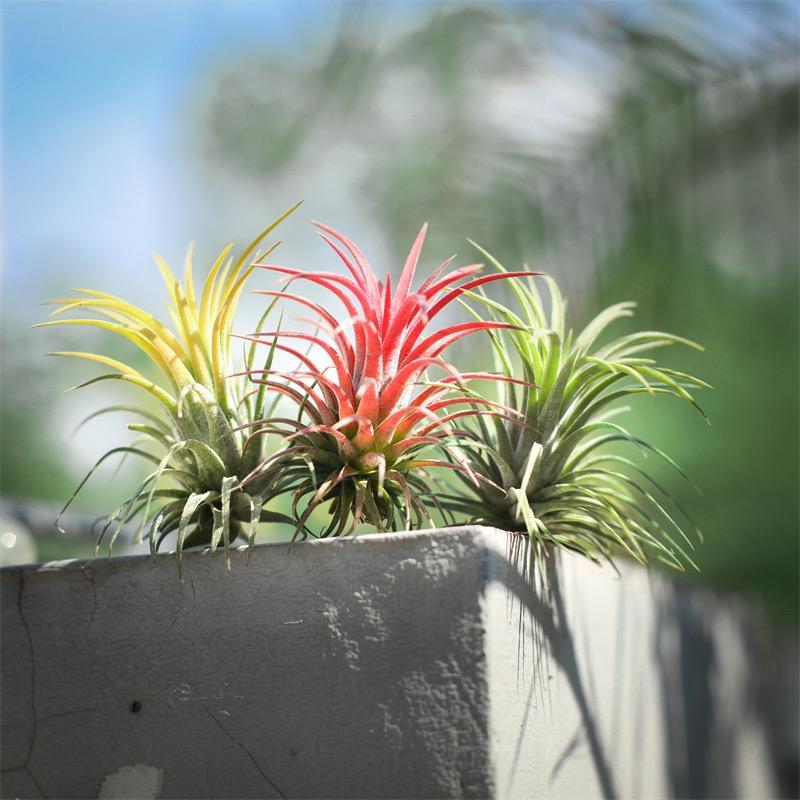 花满屋雅集