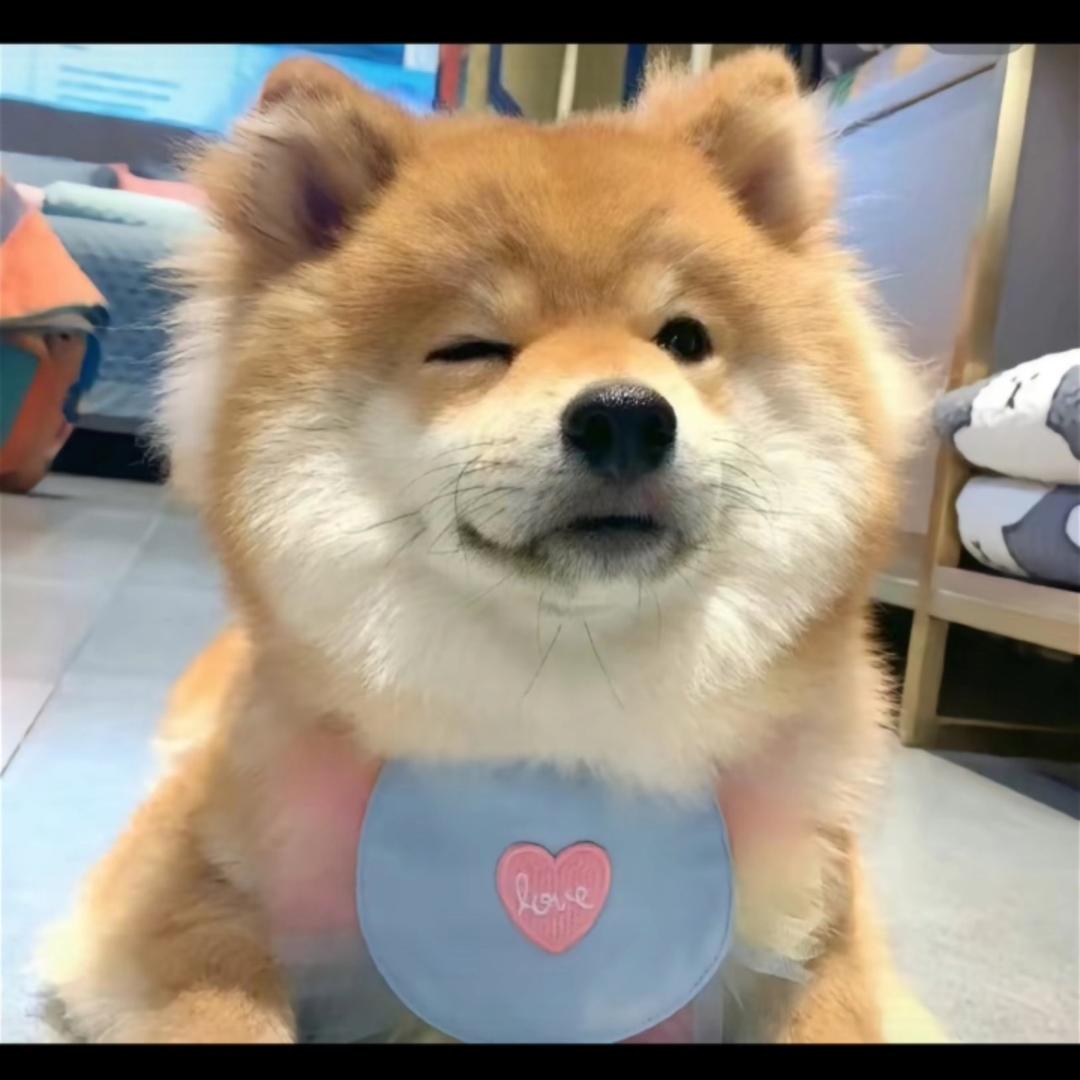 芝士小狗