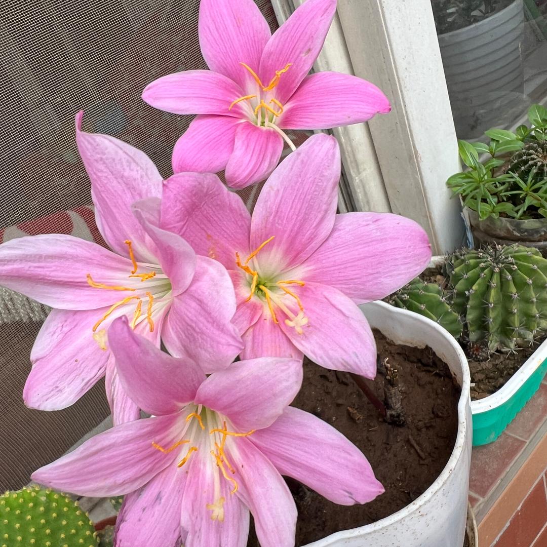 🌼吉🌸祥🌺四🌸宝🌼