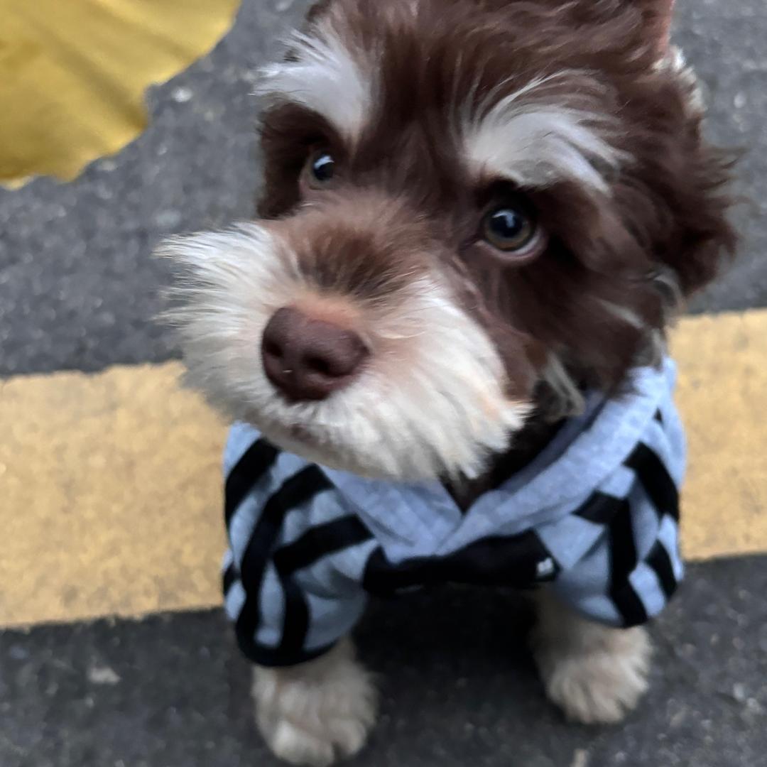 躺在教堂那只假死的癞皮狗