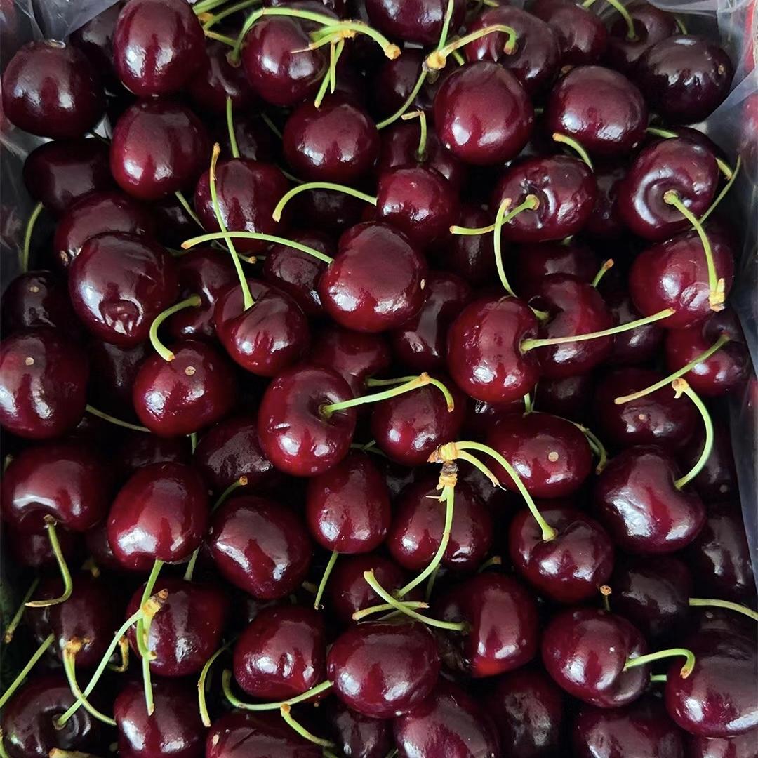 智利车厘子合作社