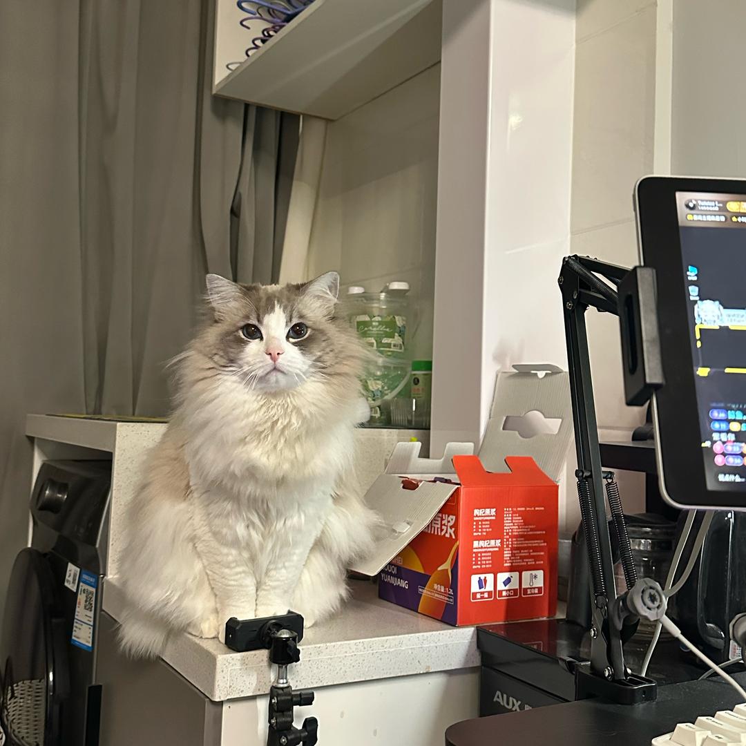 臭臭（🐱）