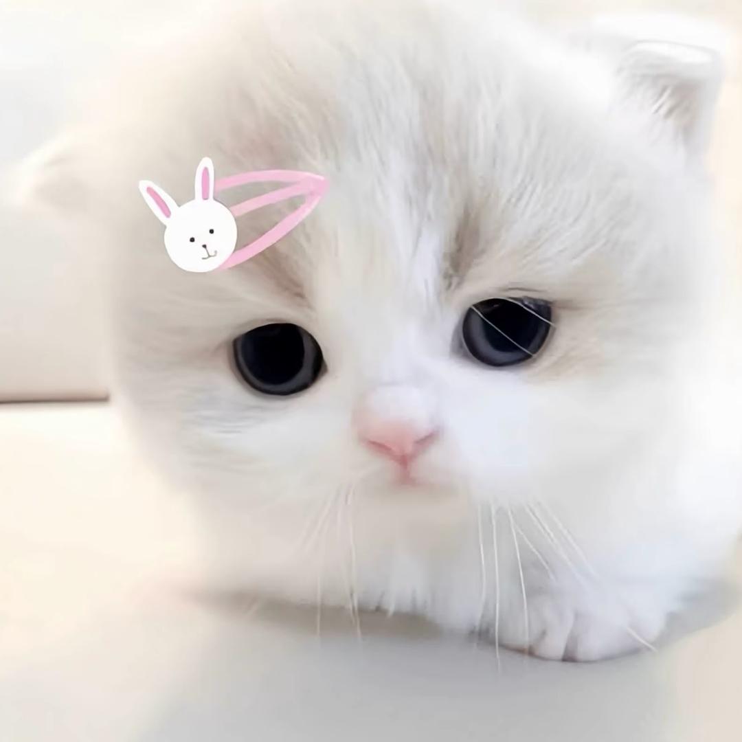 小乖