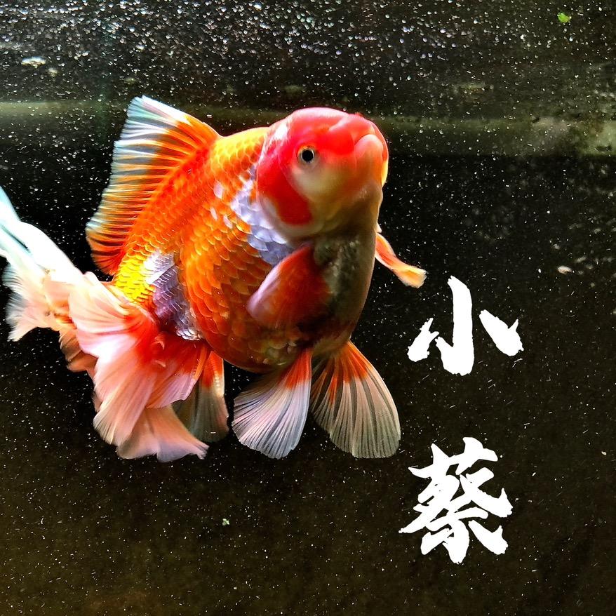 深圳市淘鱼趣