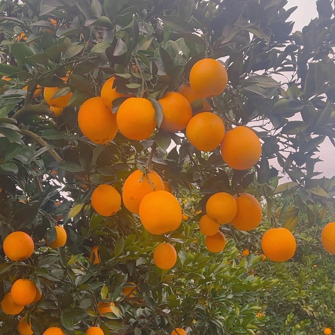 赣南脐橙王