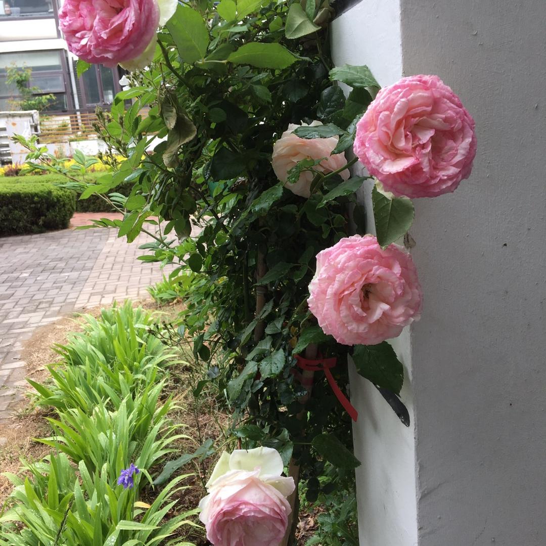 瑶霖