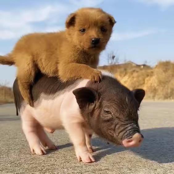 春涛穿数码颗粒