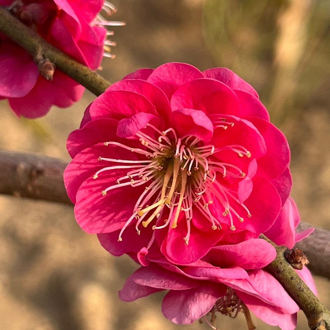炫彩花卉
