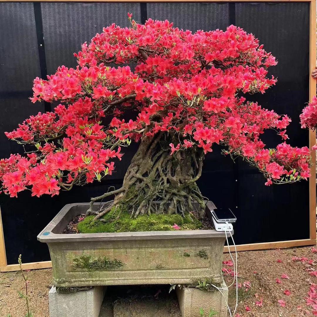 岳西晶晶园林有限公司