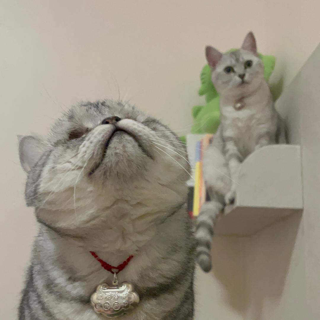 三只番茄