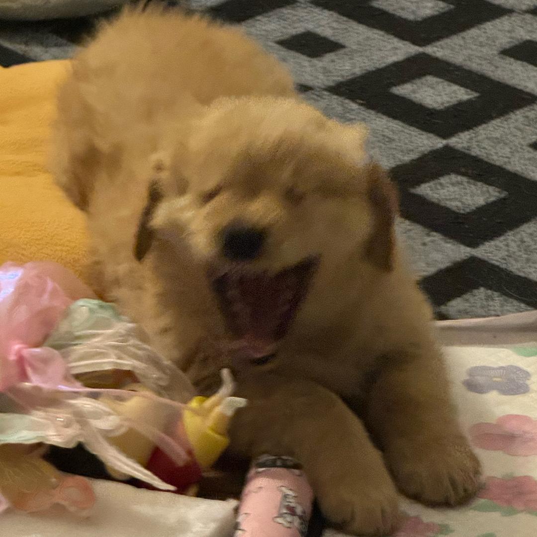 阎大壮