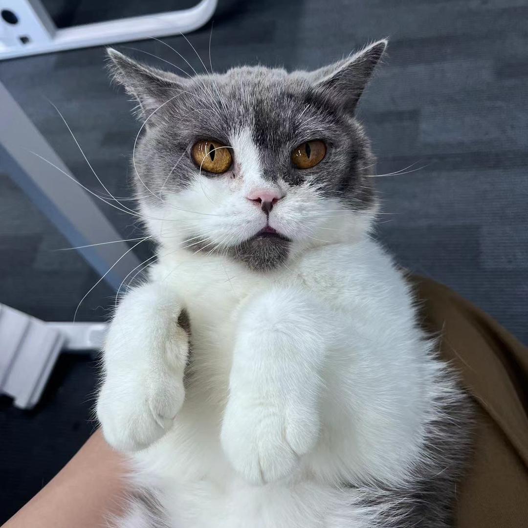 深圳市闪购数生人工智能有限公司