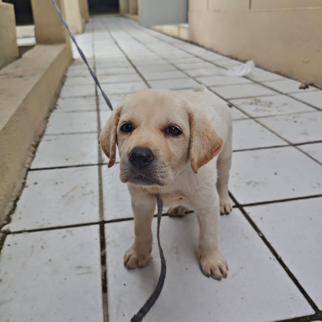 大头大头下雨不愁
