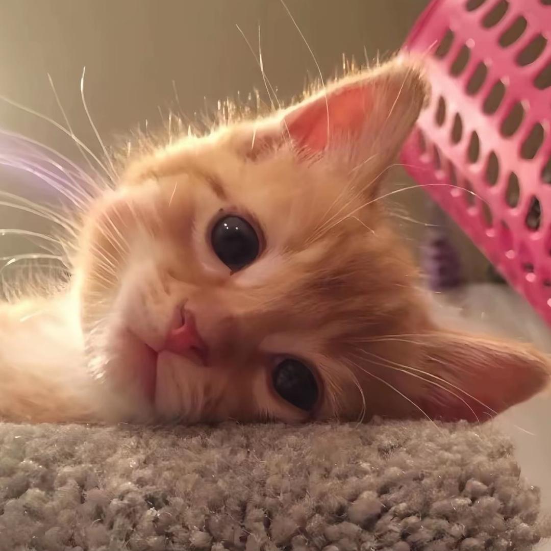 肆意^