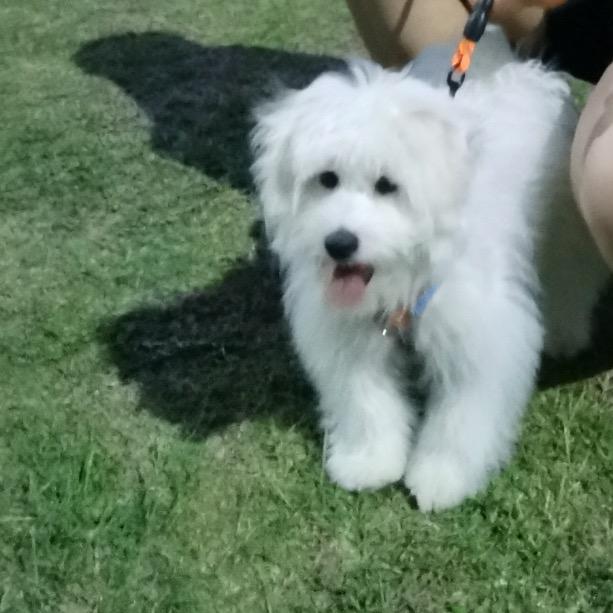 是萨摩儿不是萨摩