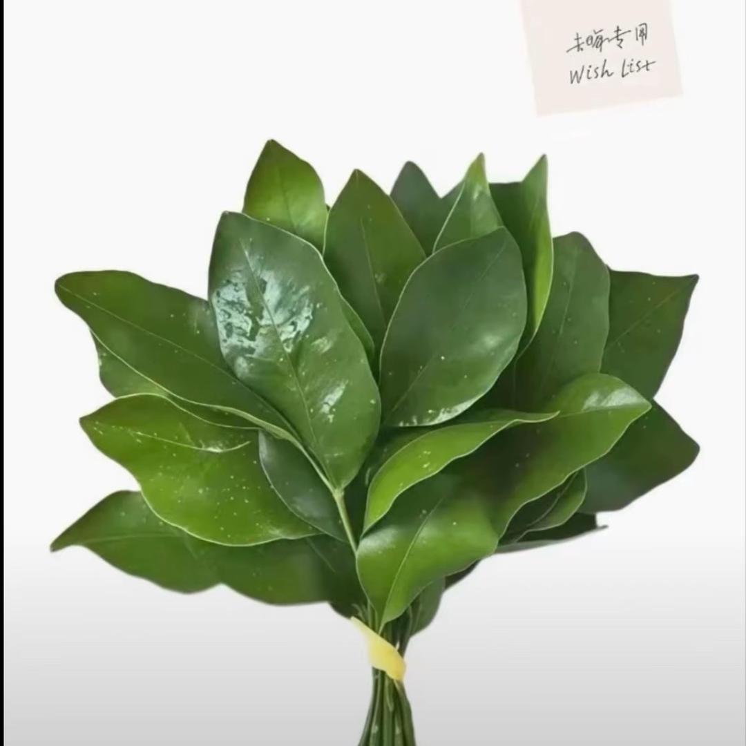 ni滴猩猩（不备赛版