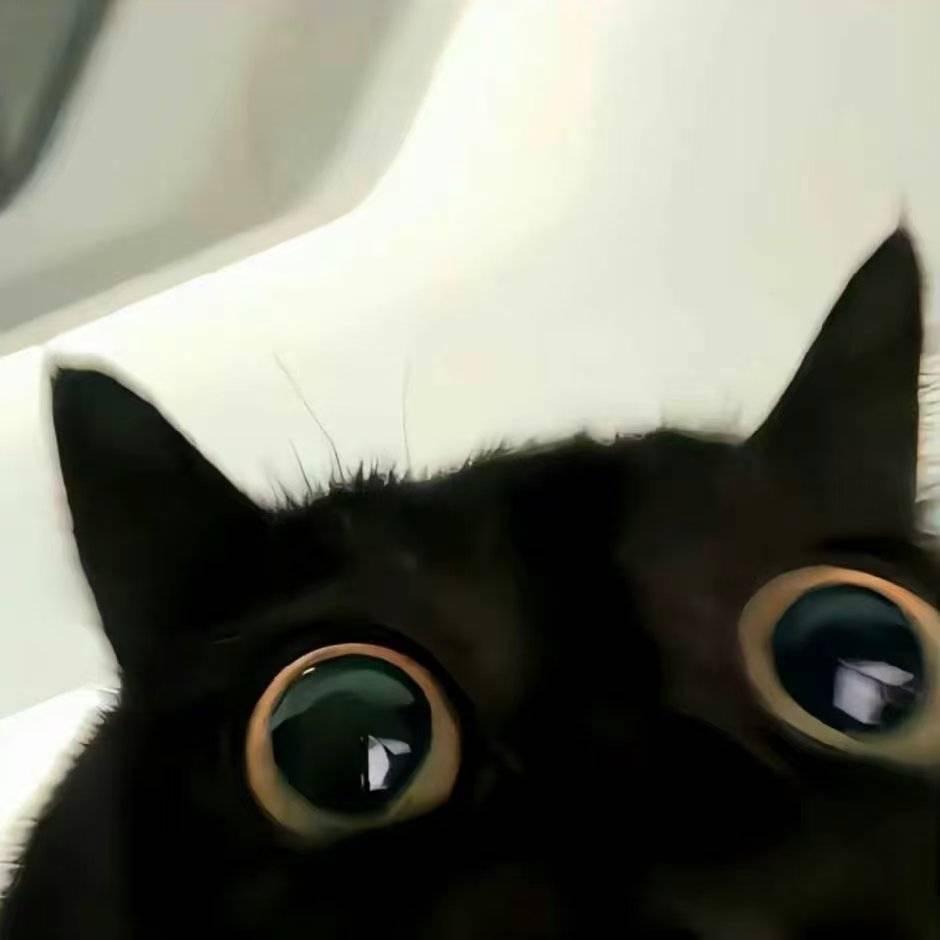 爱吃鱼的猪
