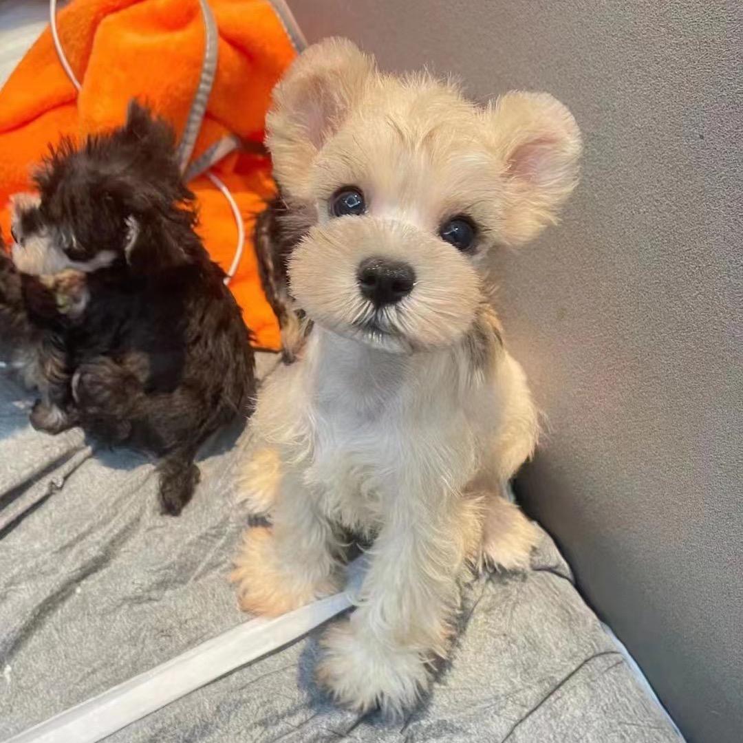 森淼宠物生活馆