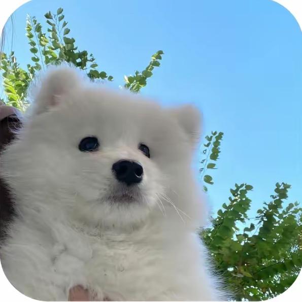 恭喜發财（就镇地吧）