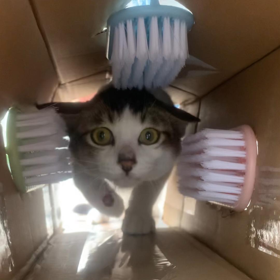 猫爱发明