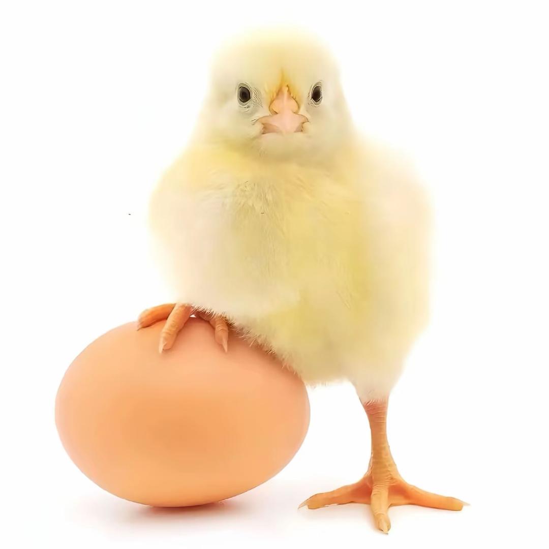 一天吃五根热狗