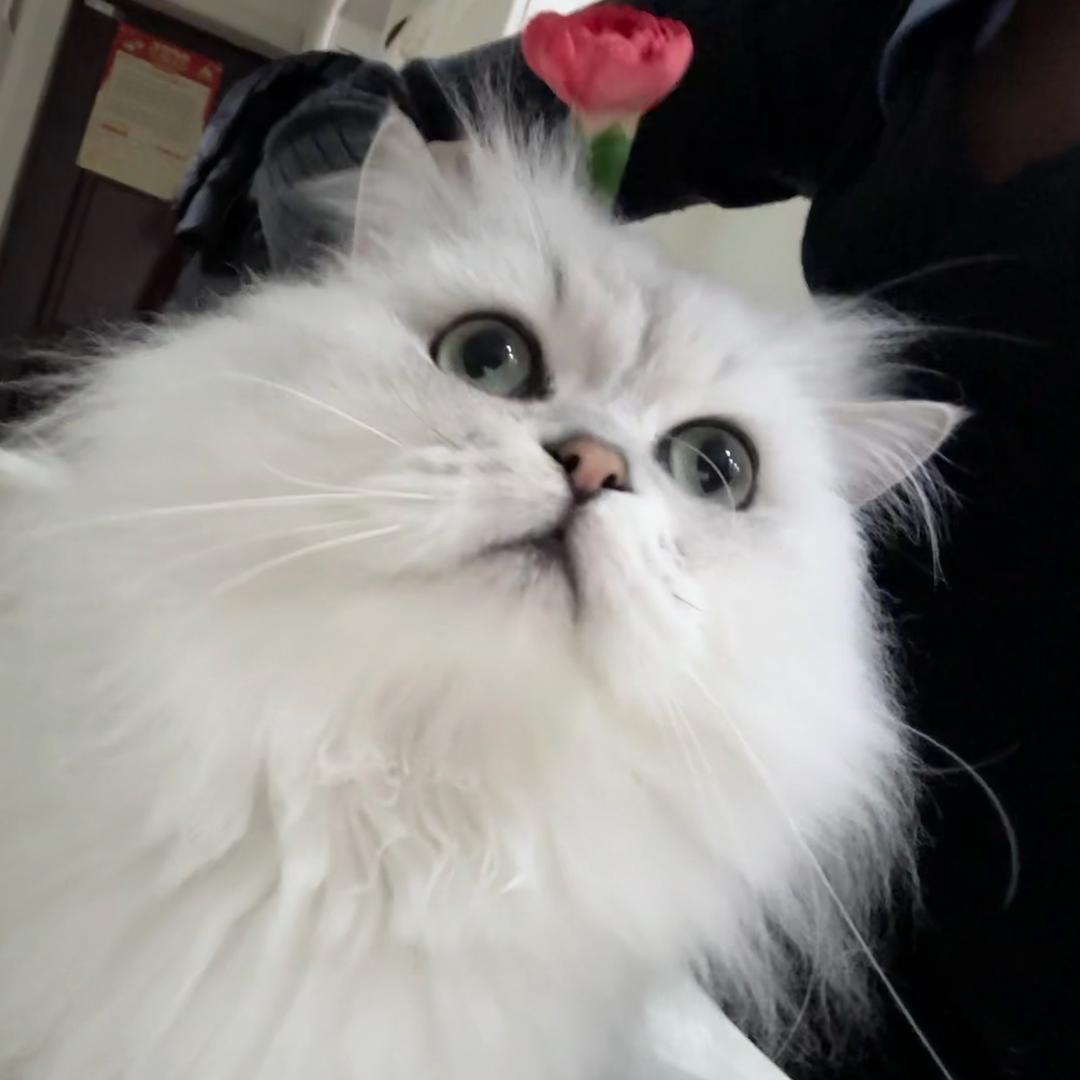 芋泥折耳根
