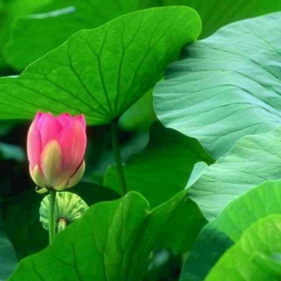 荷叶清香